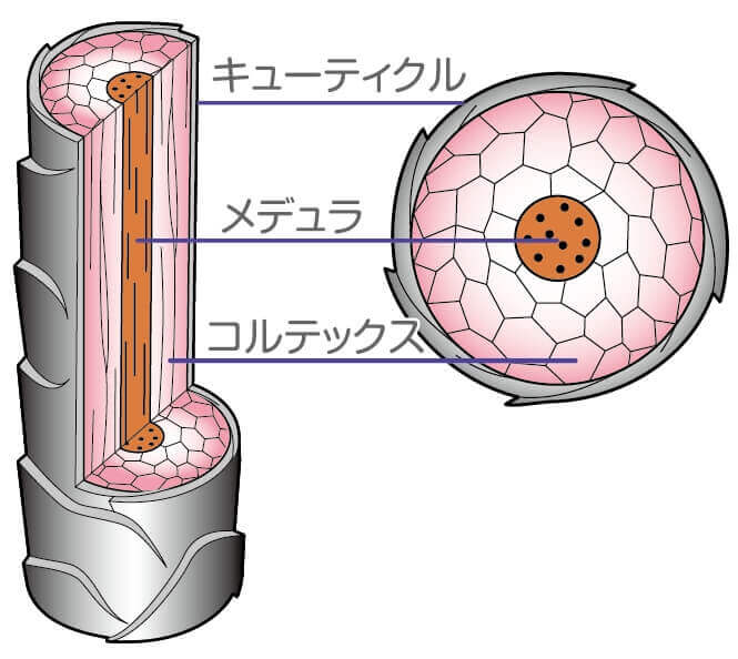 髪の毛の構造