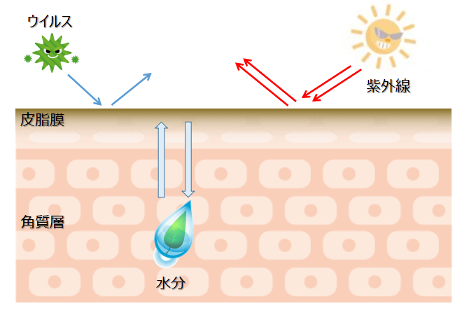 図解：皮脂膜の役割